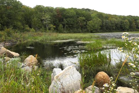 A wetland pond with shoreline grasses, rocks and surrounding forest.