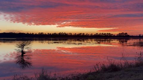 Un coucher de soleil rouge et orange se reflète sur une étendue d'eau de milieu humide, avec des arbres se découpant en silhouette à l'horizon.