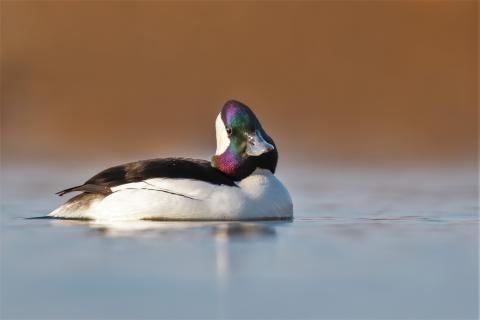 A male bufflehead floats on calm water with its iridescent head visible.