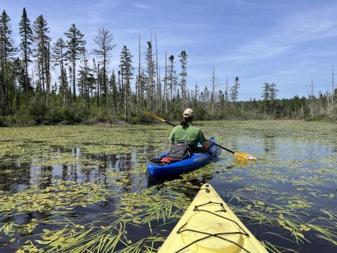 Two kayakers paddle through a wetland with aquatic plants and forested shoreline.