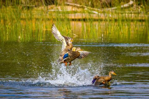 Tres ánades reales hembras chapotean sobre la superficie del lago Waskesiu en Saskatchewan mientras dos de ellas comienzan a alzar el vuelo.