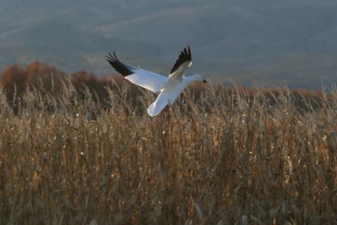 Une Oie des neiges vole bas au-dessus d’un champ au Bosque del Apache National Wildlife Refuge, au Nouveau-Mexique.