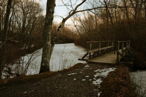 A wooden boardwalk crosses a frozen wetland surrounded by leafless trees.
