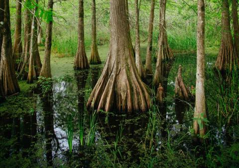 Tall cypress trees grow in standing water surrounded by green wetland vegetation.