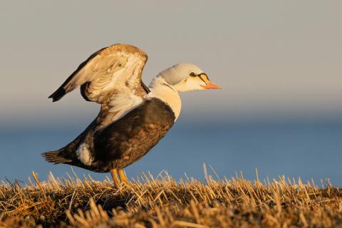 King eider standing on grassy ground with one wing raised in warm light.