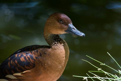 A fulvous whistling duck stands near dark green water.