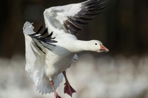 Snow goose landing with wings spread above a field filled with other geese.