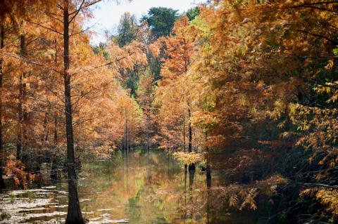 A forested wetland with cypress trees reflected in still water during autumn.