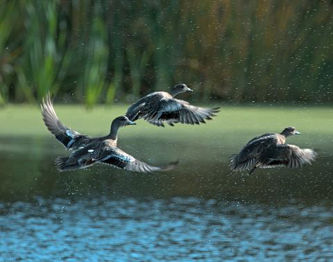 American wigeons lift off from a pond, flying low over the water with wetland vegetation in the background.
