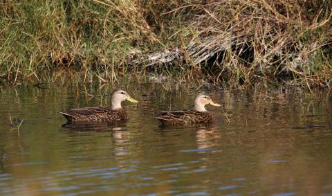 Two mottled ducks swim near a marshy bank at Sabine National Wildlife Refuge.