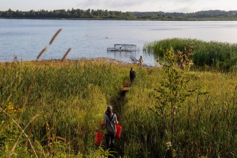Members of a waterfowl banding team walk through tall wetland vegetation toward swim-in traps near open water.