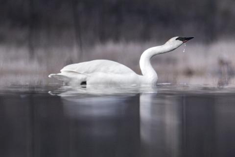 A trumpeter swan swims across calm wetland water with a dark, softly blurred background.