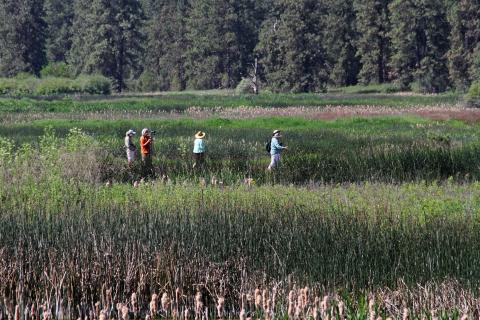 Visitors walk through wetland vegetation along Pine Lakes Trail at Turnbull National Wildlife Refuge.