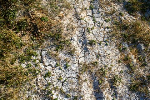 Cracked dry earth with sparse grasses and small plants growing across a sunlit ground surface.
