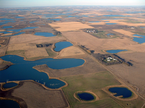 Aerial view of prairie pothole wetlands surrounded by agricultural fields, roads, shelterbelts and scattered homesteads.