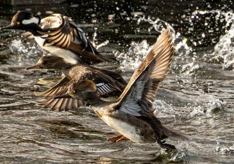 Three Hooded Mergansers burst from the water's surface, wings outstretched, surrounded by splashing water and golden light.