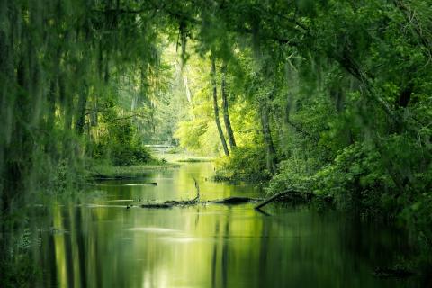 Long exposure photograph of calm water reflecting forested wetland trees at Phinizy Swamp in Augusta, Georgia.