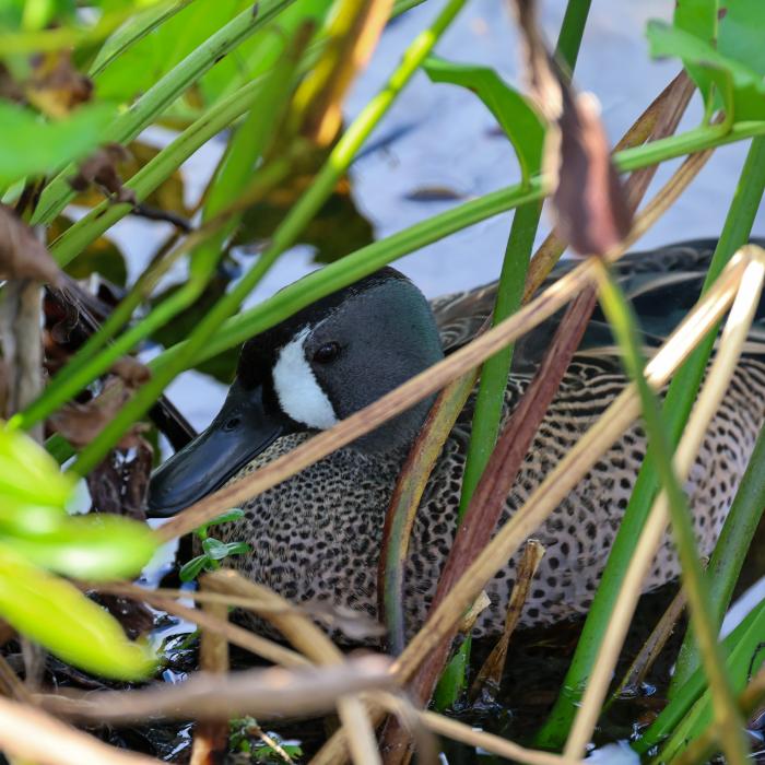A blue-winged teal rests among dense green wetland vegetation.