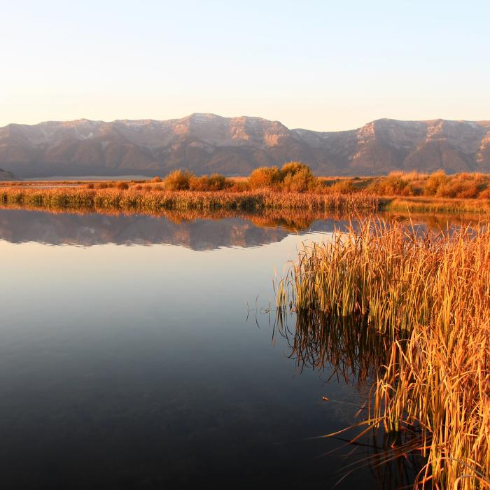 Golden wetland grasses and distant mountains reflect in calm water at Red Rock Lakes National Wildlife Refuge.