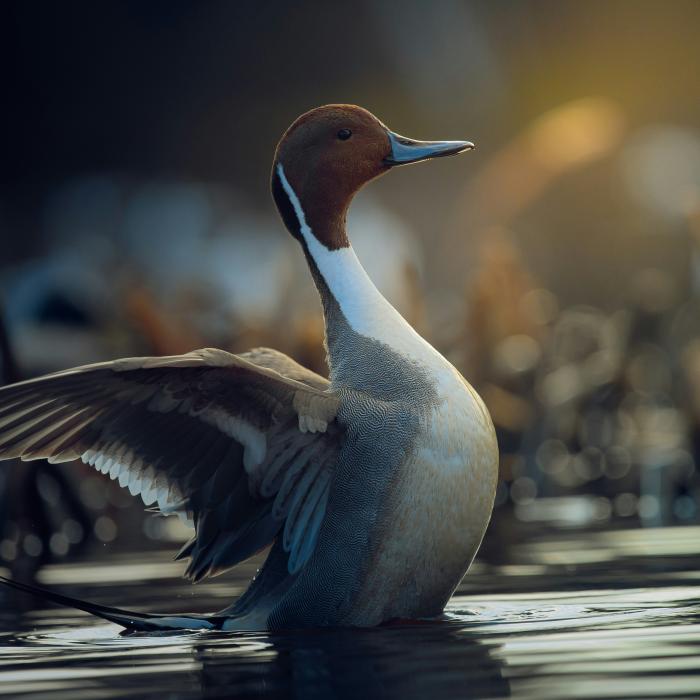 A male northern pintail rises from the water with one wing extended.