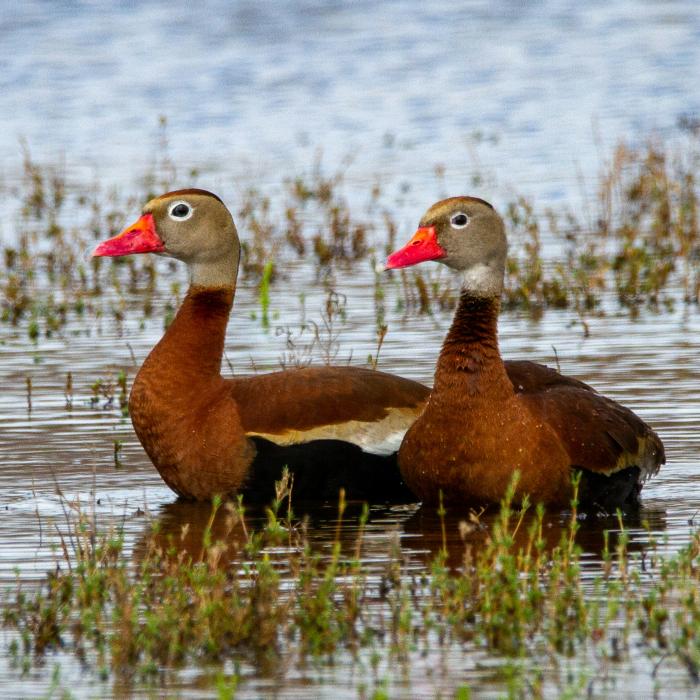 Whistling ducks wade in shallow wetland water.