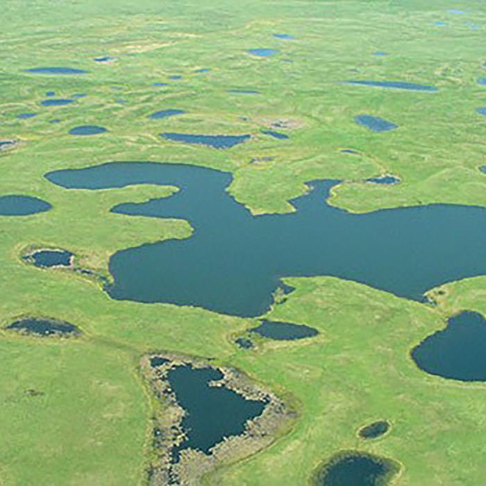 Aerial view of prairie pothole wetlands with scattered ponds and shallow lakes across a grassland landscape.
