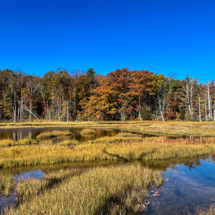 A coastal salt marsh with open water, marsh grasses and autumn trees under a clear blue sky.
