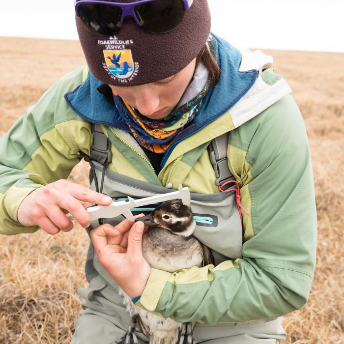 A field scientist holds a long-tailed duck and measures its bill with calipers.