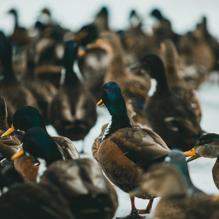A dense group of mallard ducks — drakes with iridescent green heads and brown hens — crowd together at the water's edge.