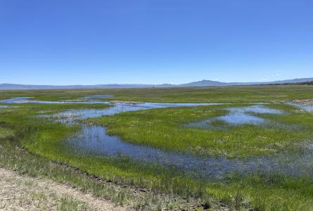 A broad green wetland landscape with shallow open water and distant mountains under a blue sky.