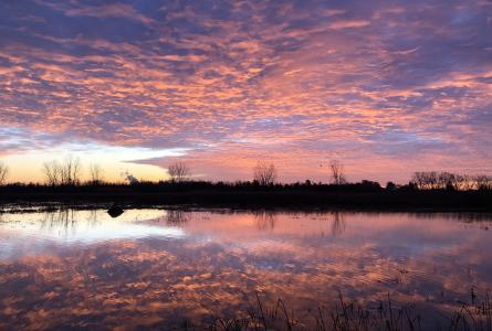 A pink and purple sunrise reflects across still wetland water with trees silhouetted along the horizon.