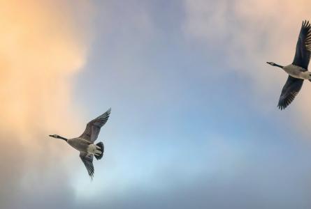 Ducks flying among the clouds