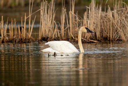 A trumpeter swan swims through calm wetland water with marsh vegetation in the background.