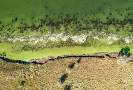 Top-down aerial view of a green wetland shoreline in South Dakota, showing water, algae, and grassy edge.