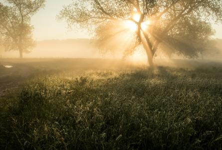 A sunlit grassland with scattered trees is covered in morning mist.