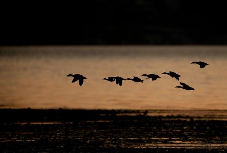 Silhouetted waterfowl fly low over a wetland at dusk near Kirkland, Washington.