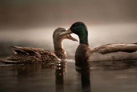 A male and female mallard float close together on calm water.
