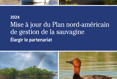 Plan nord‑américain de gestion de la sauvagine – Mise à jour de 2024